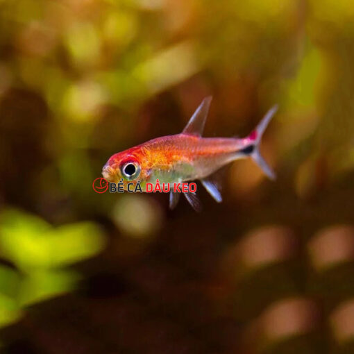 Cá Ruby Tetra