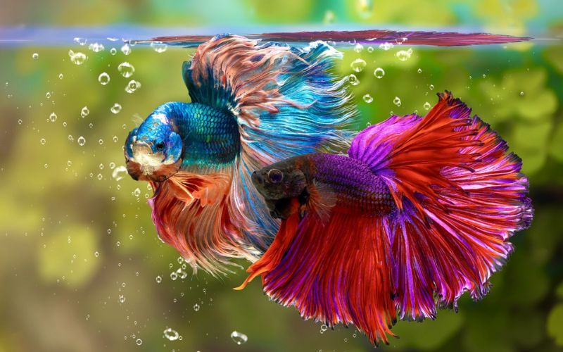 betta splendens 5 loài cá cảnh châu Âu được chăm nuôi phổ biến nhất