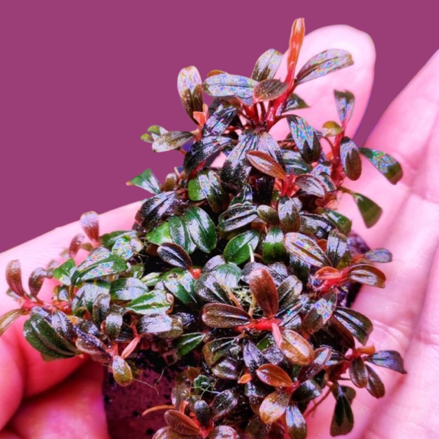 Hình ảnh Cây thuỷ sinh Bucephalandra Mini Phantom