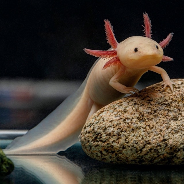 Khủng Long 6 Sừng Axolotl