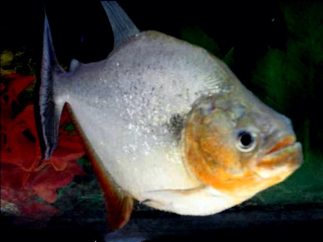 Cá Piranha Bụng Bự