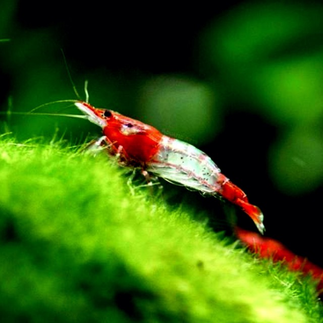 Hình ảnh Tép Rili Đỏ - Red Rili Shrimp