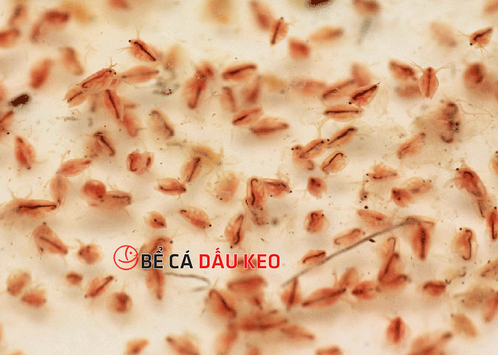 bo bo cho cá cảnh