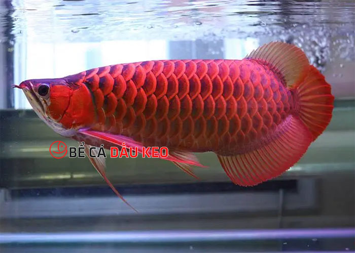 cá rồng