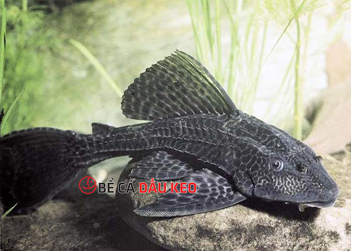 cá tỳ bà