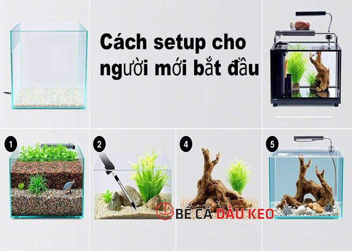 các bước setup bể cá thủy sinh cho người mới bắt đầu
