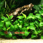 cây anubias thủy sinh