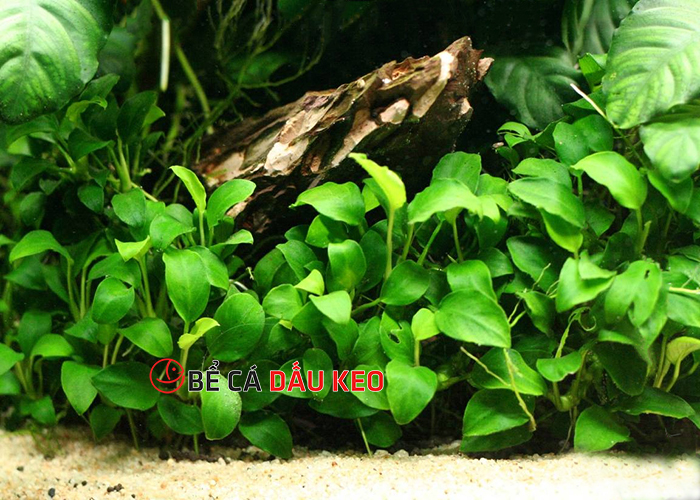 cây anubias thủy sinh