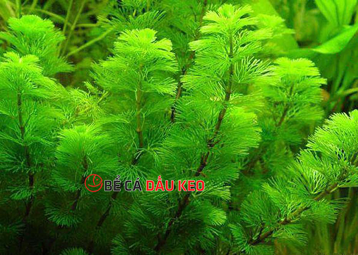 cây duôi chó thủy sinh