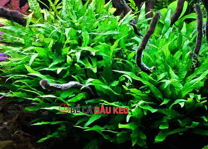 cây dương xỉ java thủy sinh
