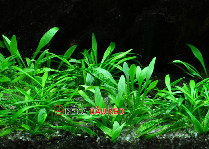 cây tiêu thảo thủy sinh