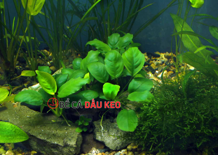 cây trầu bà thủy sinh