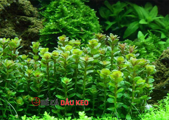 cây vẩy ốc thủy sinh