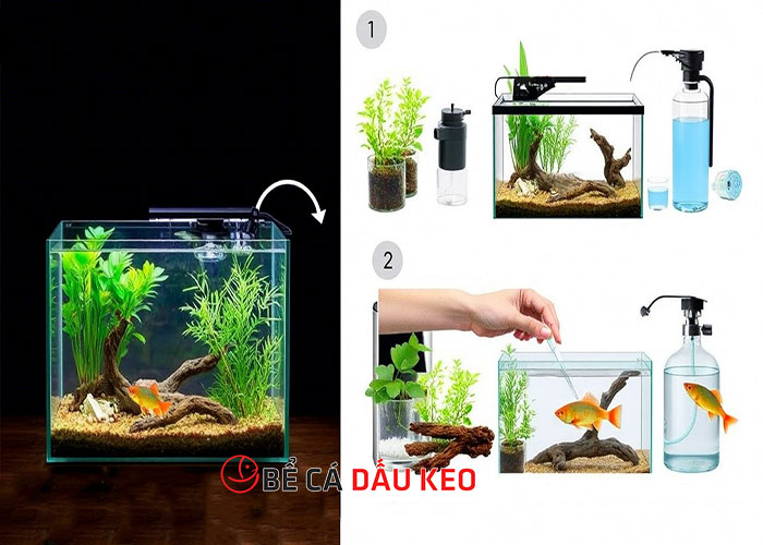 làm bể cá thủy sinh đơn giản tại nhà