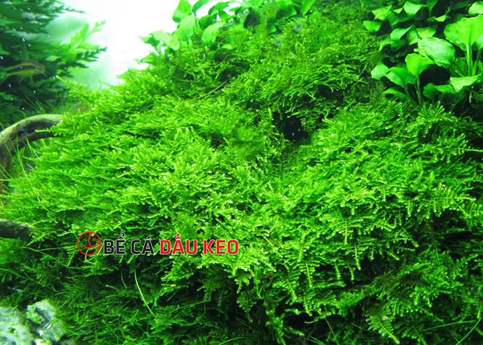 rêu java thủy sinh