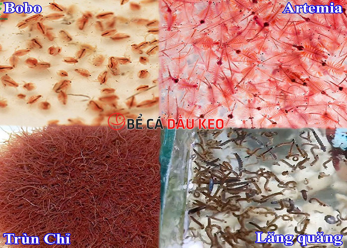 thức ăn tươi sống cho cá cảnh