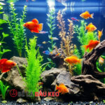 Top 10 loại cá cảnh dễ nuôi không cần oxy