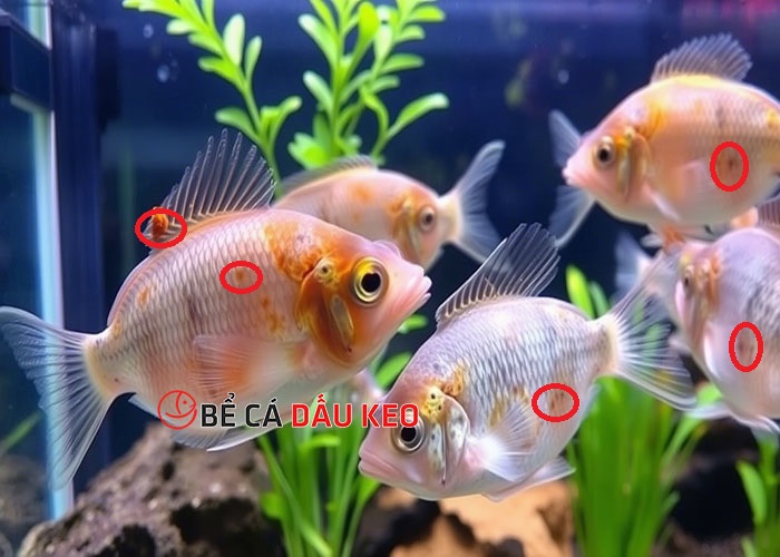 10 dấu hiệu bệnh cá cảnh cần biết ngay