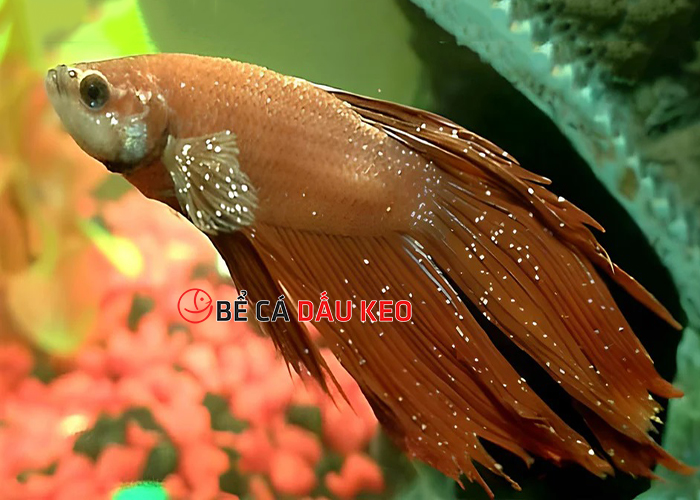 Bệnh của cá betta: Hướng dẫn từng bước điều trị hiệu quả