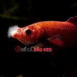 Bệnh nấm miệng ở cá betta