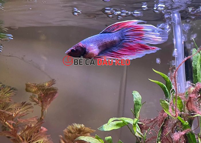 Bệnh sình bụng ở cá Betta: Nhận biết, điều trị, phòng ngừa A-Z