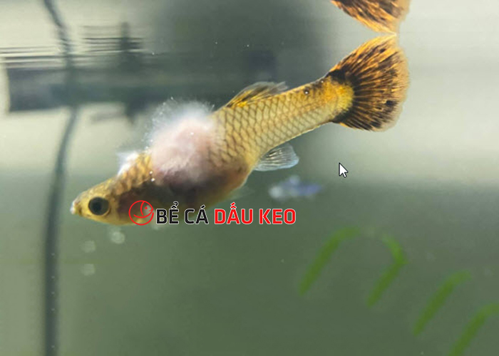Cá 7 màu bị nấm trắng