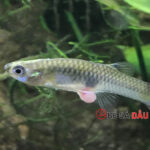 Cá bảy màu bị lòi ruột