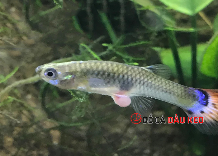 Cá bảy màu bị lòi ruột