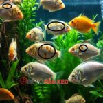 các dấu hiệu bệnh cá phổ biến cần chú ý