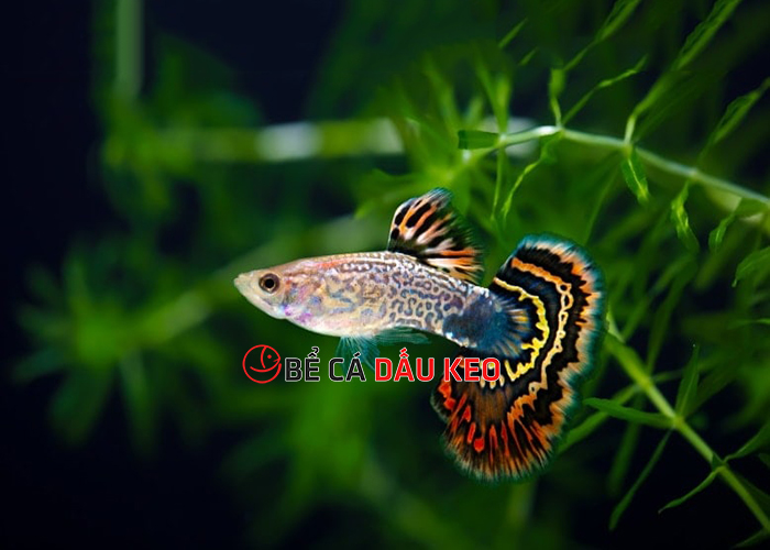 Dấu hiệu cá bảy màu bị sốc nước