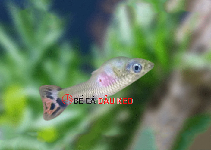 Dấu hiệu cá bảy màu sắp chết