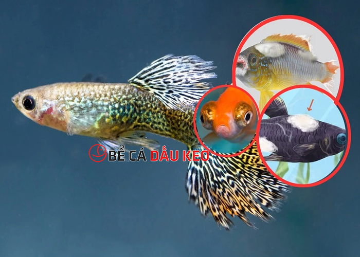 Thuốc trị bệnh cho cá bảy màu
