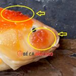 Bí quyết chữa cá koi bị nổi mụn khỏi 100%