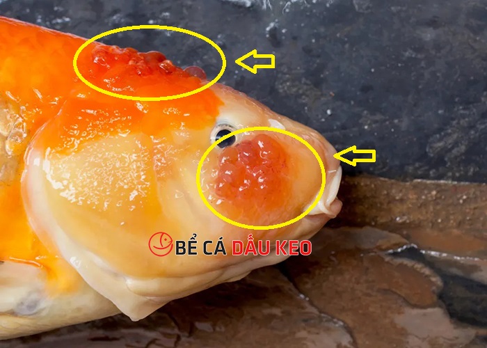 Bí quyết chữa cá koi bị nổi mụn khỏi 100%
