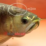 Cá rồng bị nấm đen: Hướng dẫn từng bước chữa trị hiệu quả