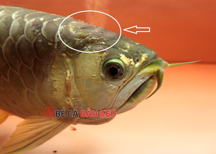 Cá rồng bị nấm đen: Hướng dẫn từng bước chữa trị hiệu quả