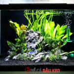 Cách trồng cây thủy sinh trong hồ cá đẹp, dễ làm tại nhà