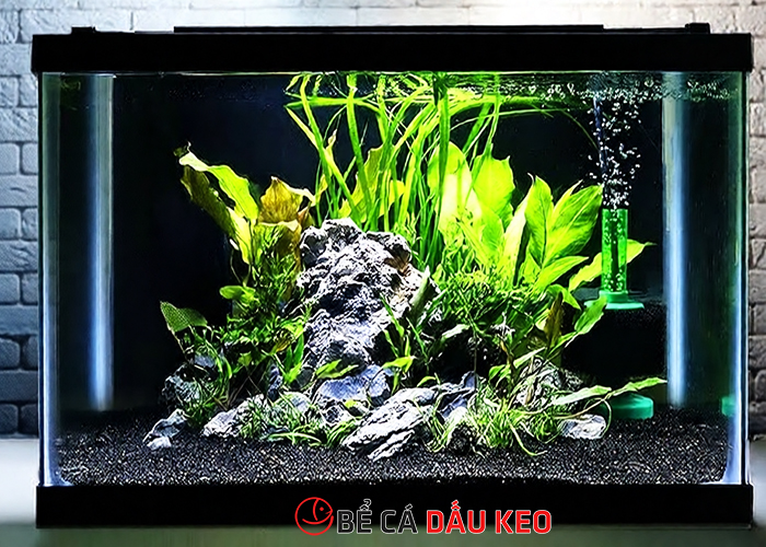 Cách trồng cây thủy sinh trong hồ cá đẹp, dễ làm tại nhà