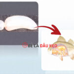 Bệnh bong bóng ở cá: nguyên nhân, cách chữa hiệu quả nhất!