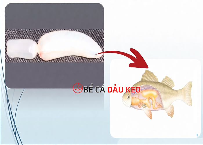 Bệnh bong bóng ở cá: nguyên nhân, cách chữa hiệu quả nhất!