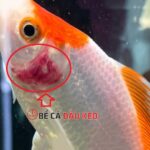 Cá bị đỏ mang: Nguyên nhân, cách chữa và phòng ngừa hiệu quả