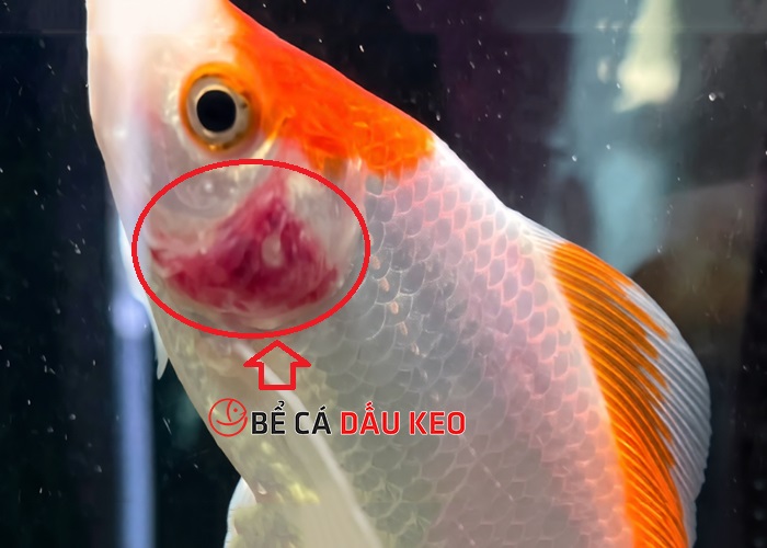 Cá bị đỏ mang: Nguyên nhân, cách chữa và phòng ngừa hiệu quả