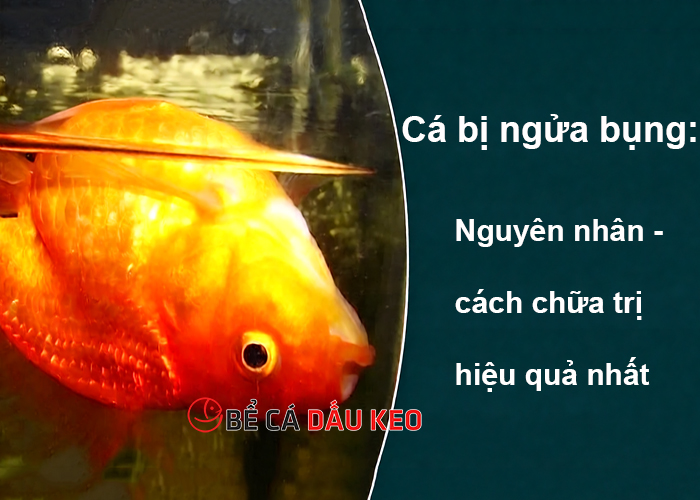 Cá bị ngửa bụng: Nguyên nhân, cách chữa trị hiệu quả nhất