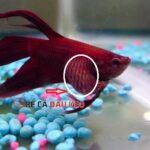 Cá bị táo bón? Tìm hiểu nguyên nhân, dấu hiệu nhận biết