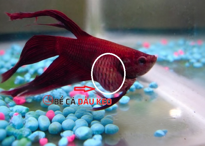 Cá bị táo bón? Tìm hiểu nguyên nhân, dấu hiệu nhận biết