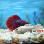 Cá chết chìm: Nguyên nhân, dấu hiệu & cách xử lý hiệu quả