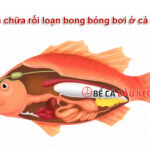 Cách chữa rối loạn bong bóng bơi ở cá cảnh