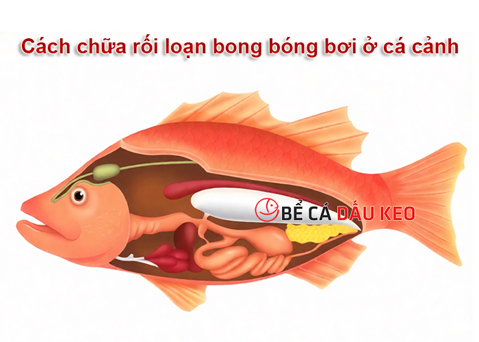 Cách chữa rối loạn bong bóng bơi ở cá cảnh