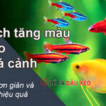 Cách tăng màu cho cá cảnh đơn giản và hiệu quả
