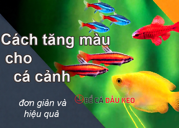 Cách tăng màu cho cá cảnh đơn giản và hiệu quả